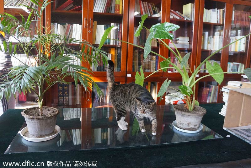 “皇家”流浪猫紫禁城闲逛 “皇家”流浪猫紫禁城闲逛