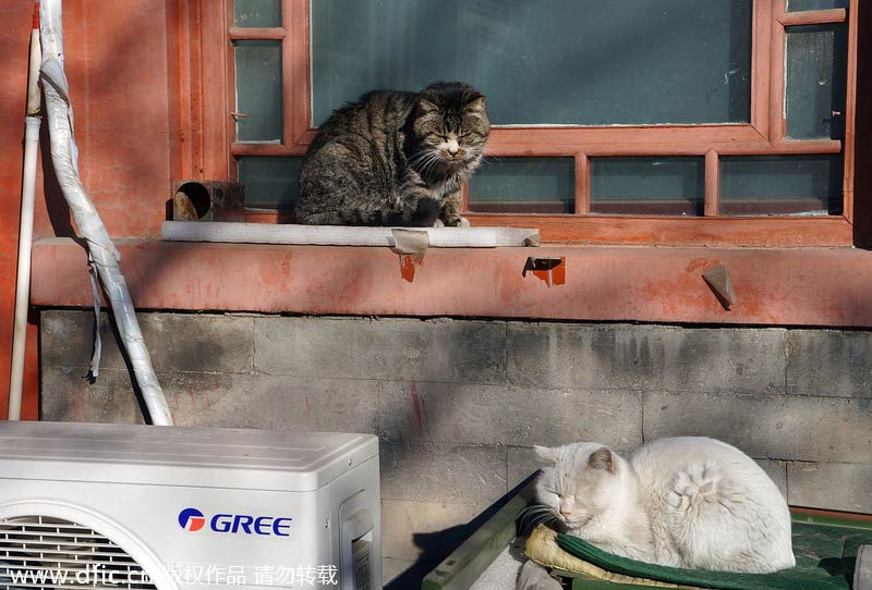 “皇家”流浪猫紫禁城闲逛 “皇家”流浪猫紫禁城闲逛
