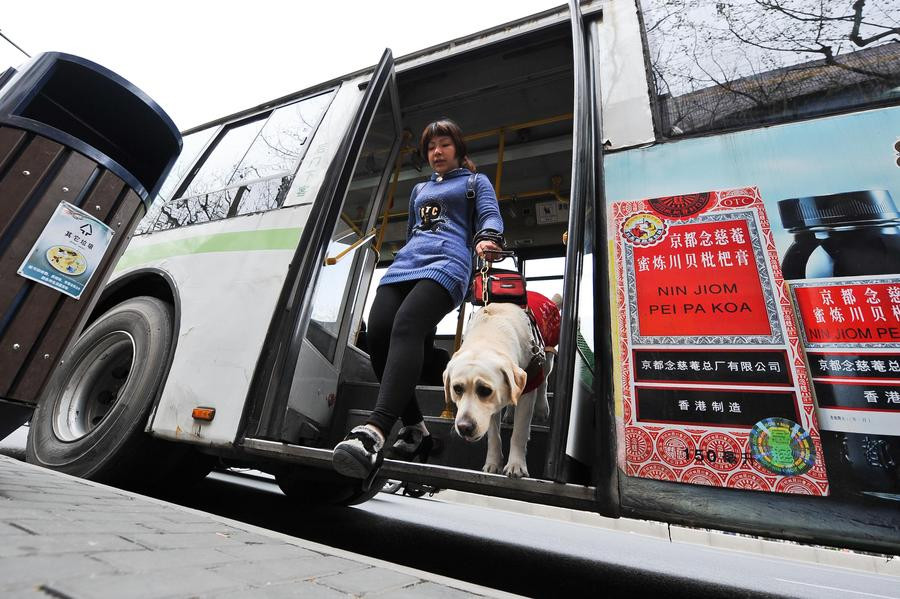昨起上海导盲犬可依法搭乘公交 昨起上海导盲犬可依法搭乘公交