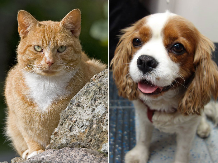 猫狗之争：从进化角度看猫科比犬科更好