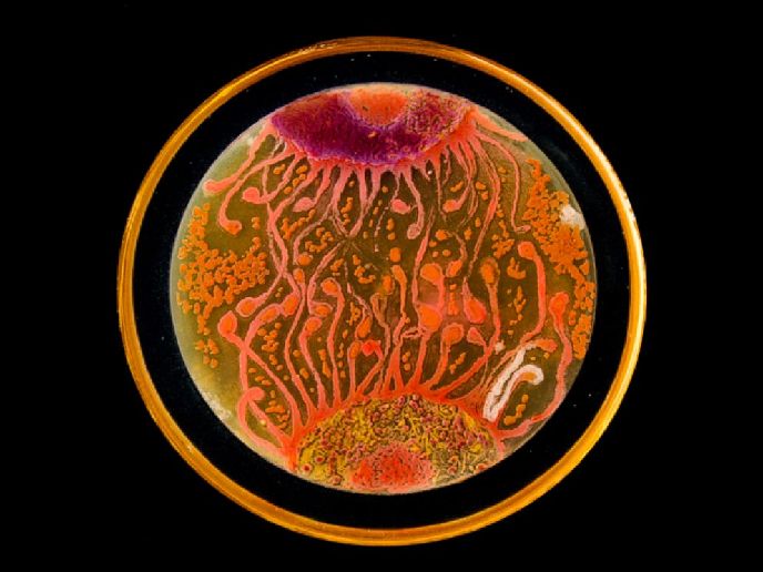 科学家的另类艺术：细菌作画