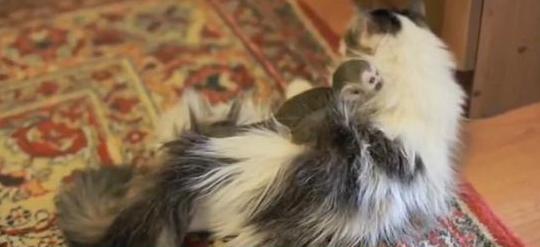 Zoo provides baby mo<em></em>nkey with cat as foster mother