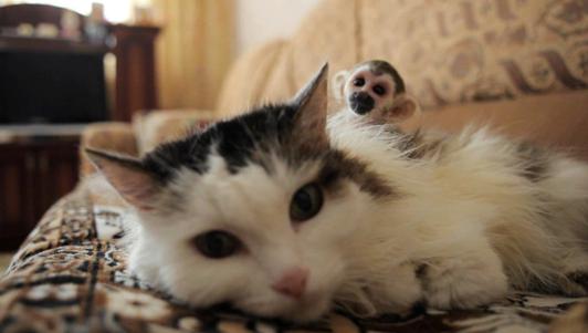 Zoo provides baby mo<em></em>nkey with cat as foster mother