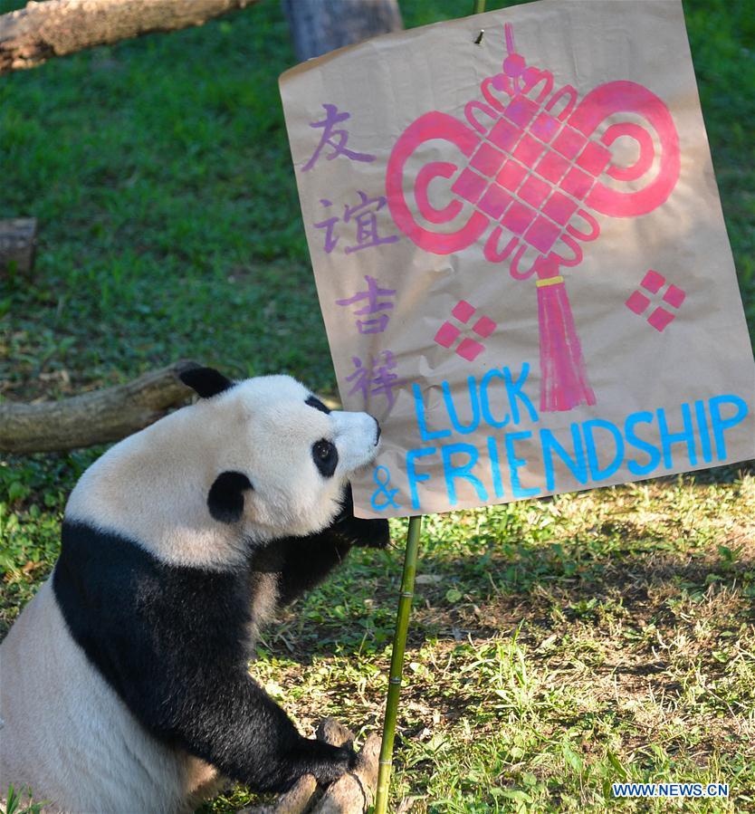 Giant panda Beibei climbs a tree at National Zoological Park in Washington D.C., the United States, Aug. 20, 2016. To celebrate that Beibei has turned one year old, a series of celebration activities were held at the park. (Xinhua/Bao Dandan) 