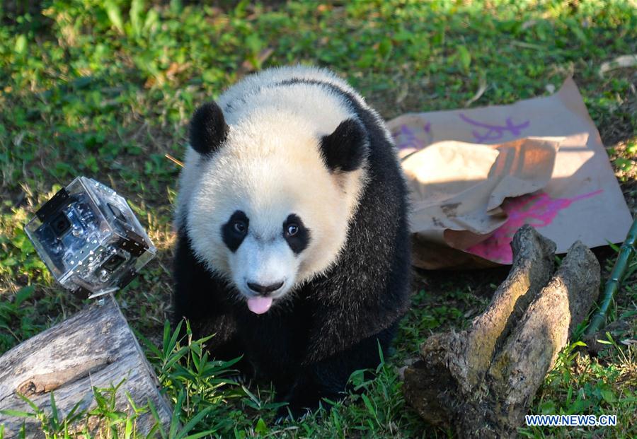 Giant panda Beibei climbs a tree at National Zoological Park in Washington D.C., the United States, Aug. 20, 2016. To celebrate that Beibei has turned one year old, a series of celebration activities were held at the park. (Xinhua/Bao Dandan) 